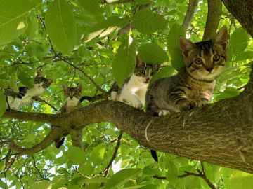 22 Coco und restl. Katzenbabys rund 11 Wochen alt - grimper dans les arbres sous la surveillance de la maman.jpg